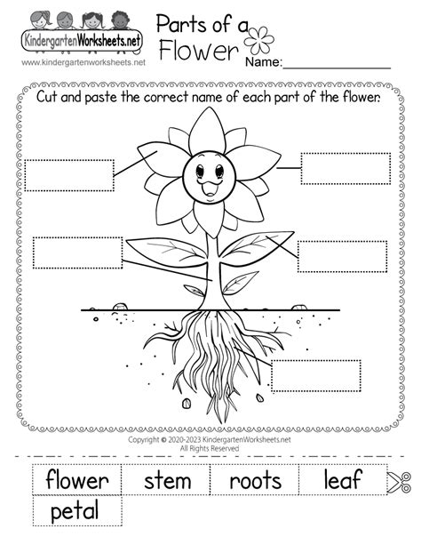 Parts Of A Flower Printable Worksheet